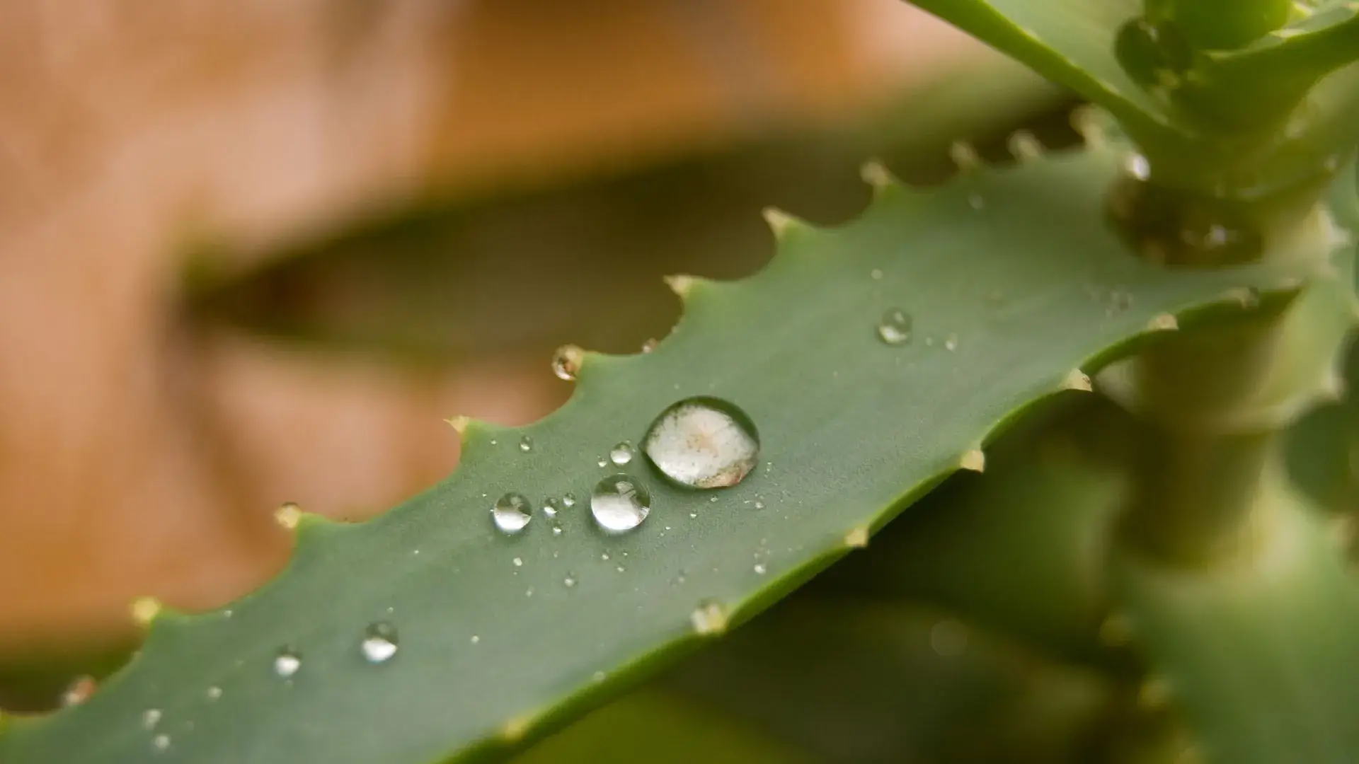 Aloes roślina cud? Właściwości i zastosowania od A do Z