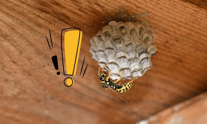 Osa przy papierowatym gnieździe przymocowanym do drewnianej belki; po lewej żółta ikona wykrzyknika