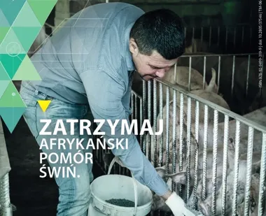 Rosnące ryzyko ASF – jak chronić gospodarstwa przed zakażeniem