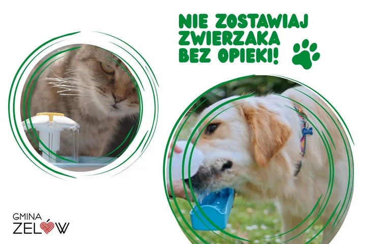 Upały zagrażają zwierzętom. W Zelowie liczy się kilka prostych gestów