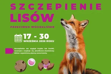 Szczepienie lisów w regionie. Zelów poza akcją, ale ostrzeżenie pozostaje ważne