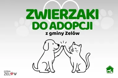 Psy z gminy Zelów czekają na nowe domy. Każdy ma własną historię