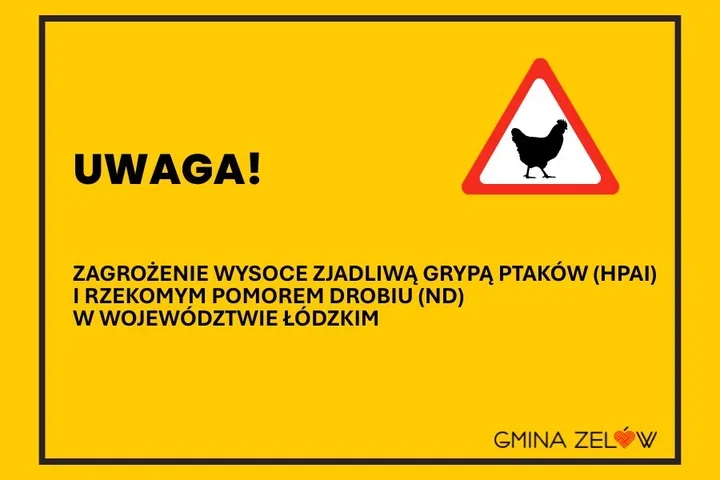 Alarm dla właścicieli drobiu – województwo łódzkie objęte strefą zagrożenia HPAI
